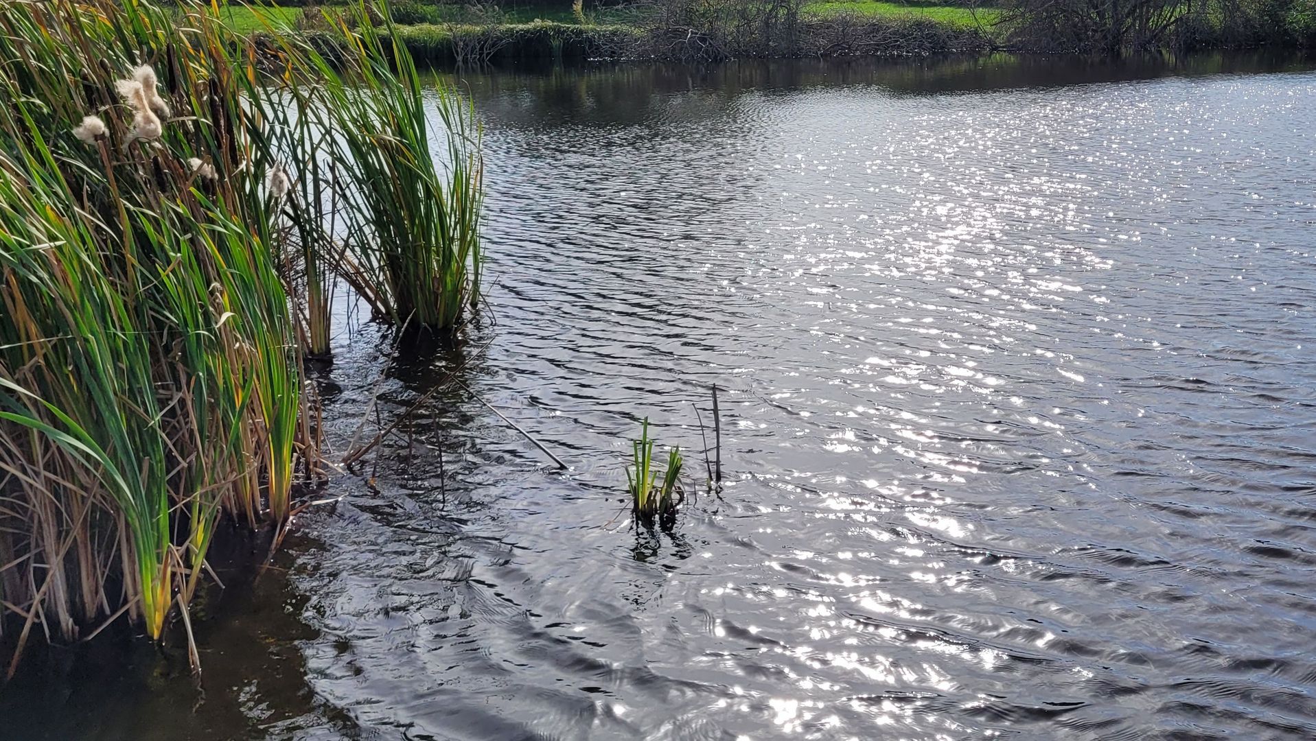 Biberteich