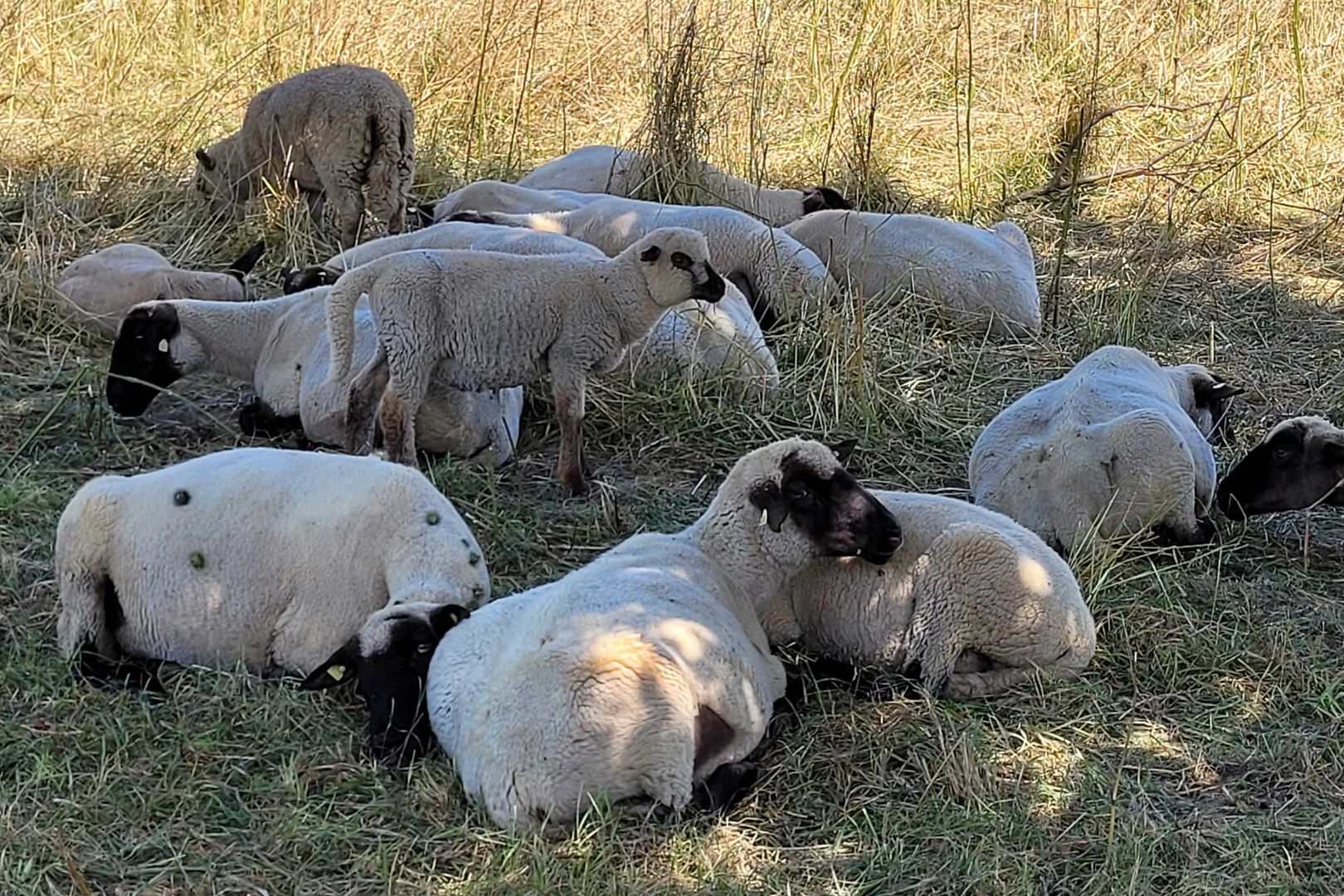 Schafe am Mindelsee - Beweidung