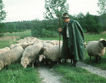 Schäfer mit Schafherde - 1981