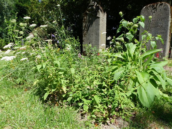 Ein Apotherkergrab mit Heilpflanzen wie der Wilden Möhre.
