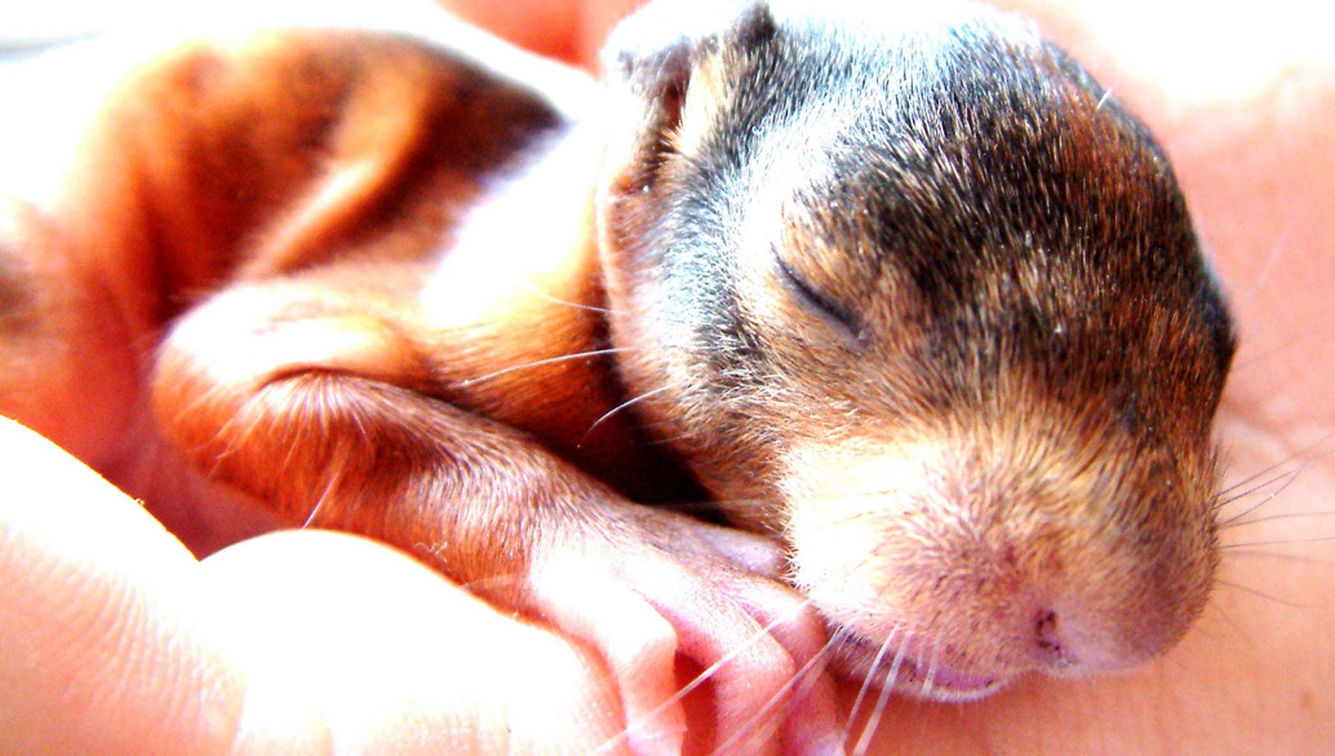 Ein nacktes Eichhörnchenbaby liegt in einer Hand.