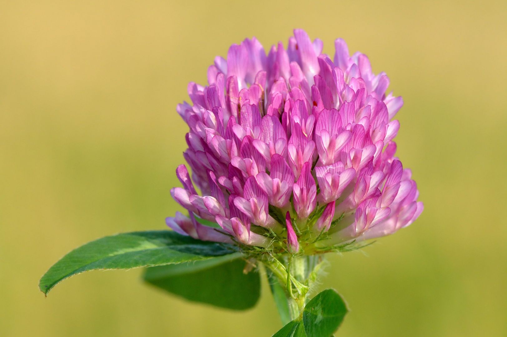 Trifolium pratense - Rot-Klee