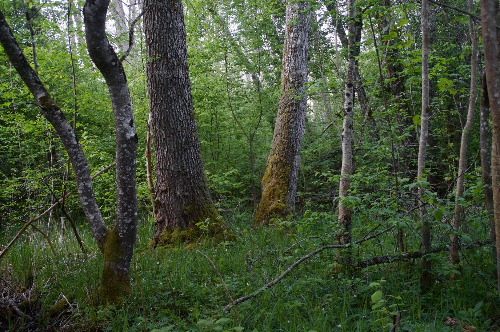 Wald
