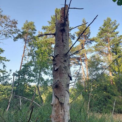Stehendes Totholz im Wald