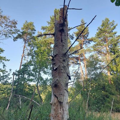 Stehendes Totholz im Wald