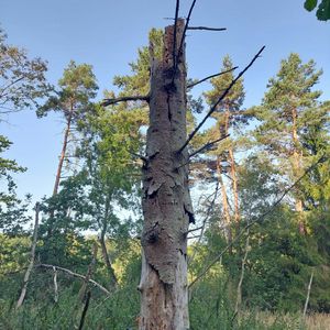 Stehendes Totholz im Wald