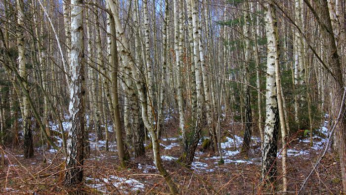Ein Birkenwäldchen mit Schneeresten.
