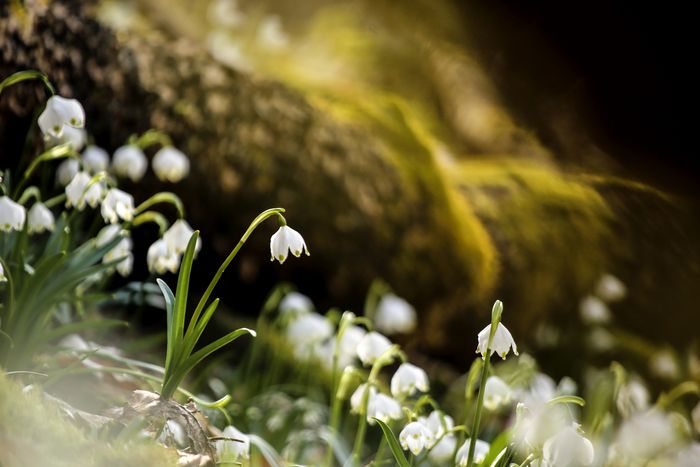 Viele Märzenbecher mit ihren weißen Blüten wachsen am Waldboden.