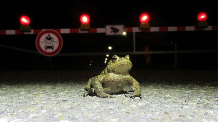 Erdkröte vor einer Schranke auf der Straße.