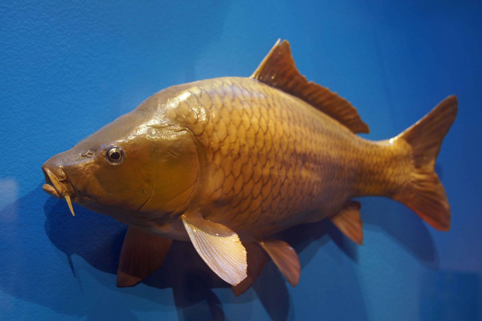 Karpfen - Ausstellung Mindelsee