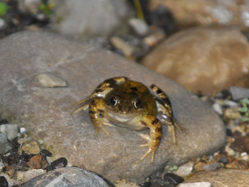 Ein Frosch sitzt auf einem Stein.