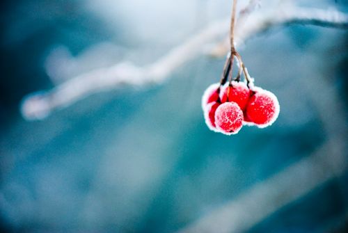 Vereiste Hagebutten-Beeren hängen an einem Ast