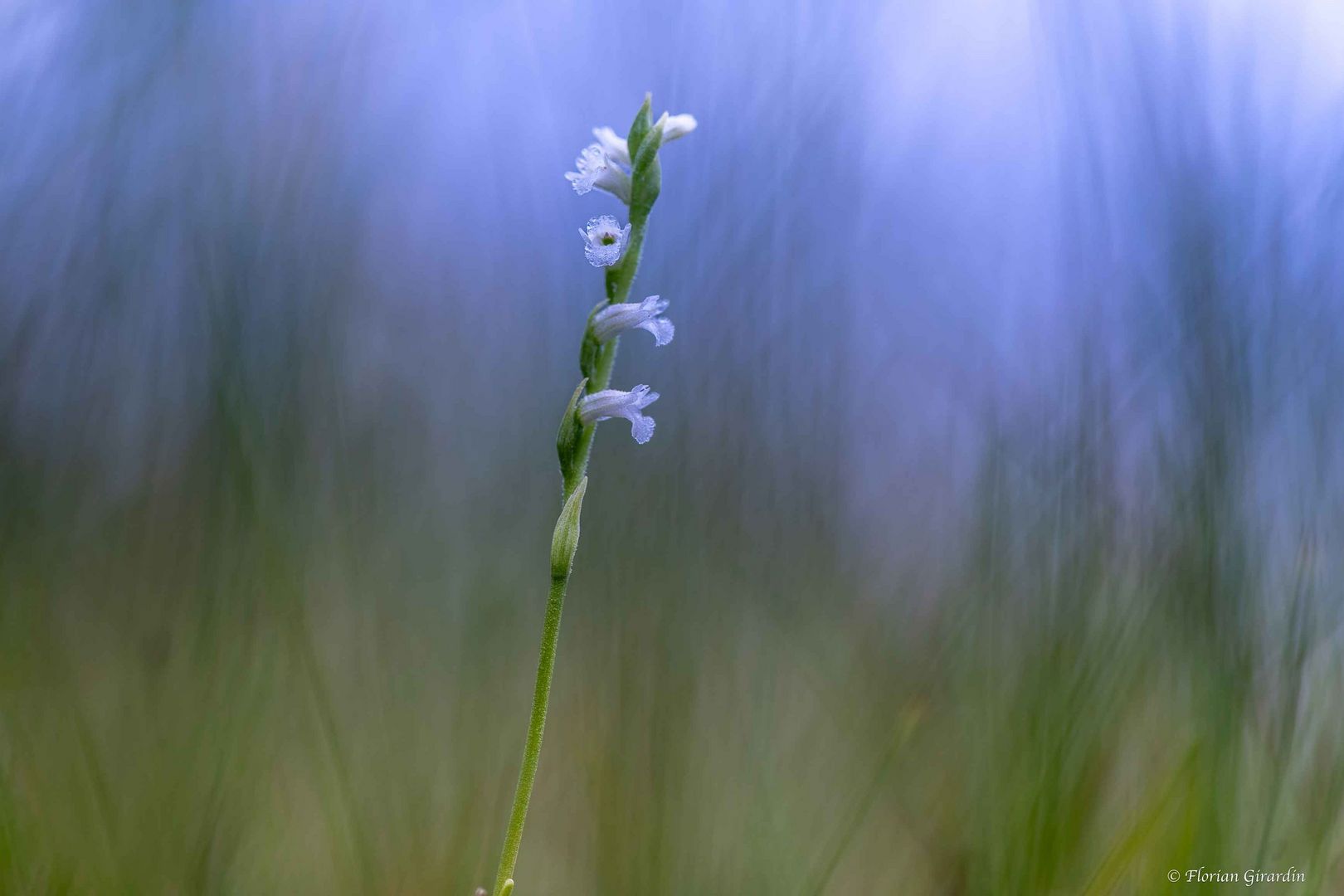 Sommer-Drehwurz