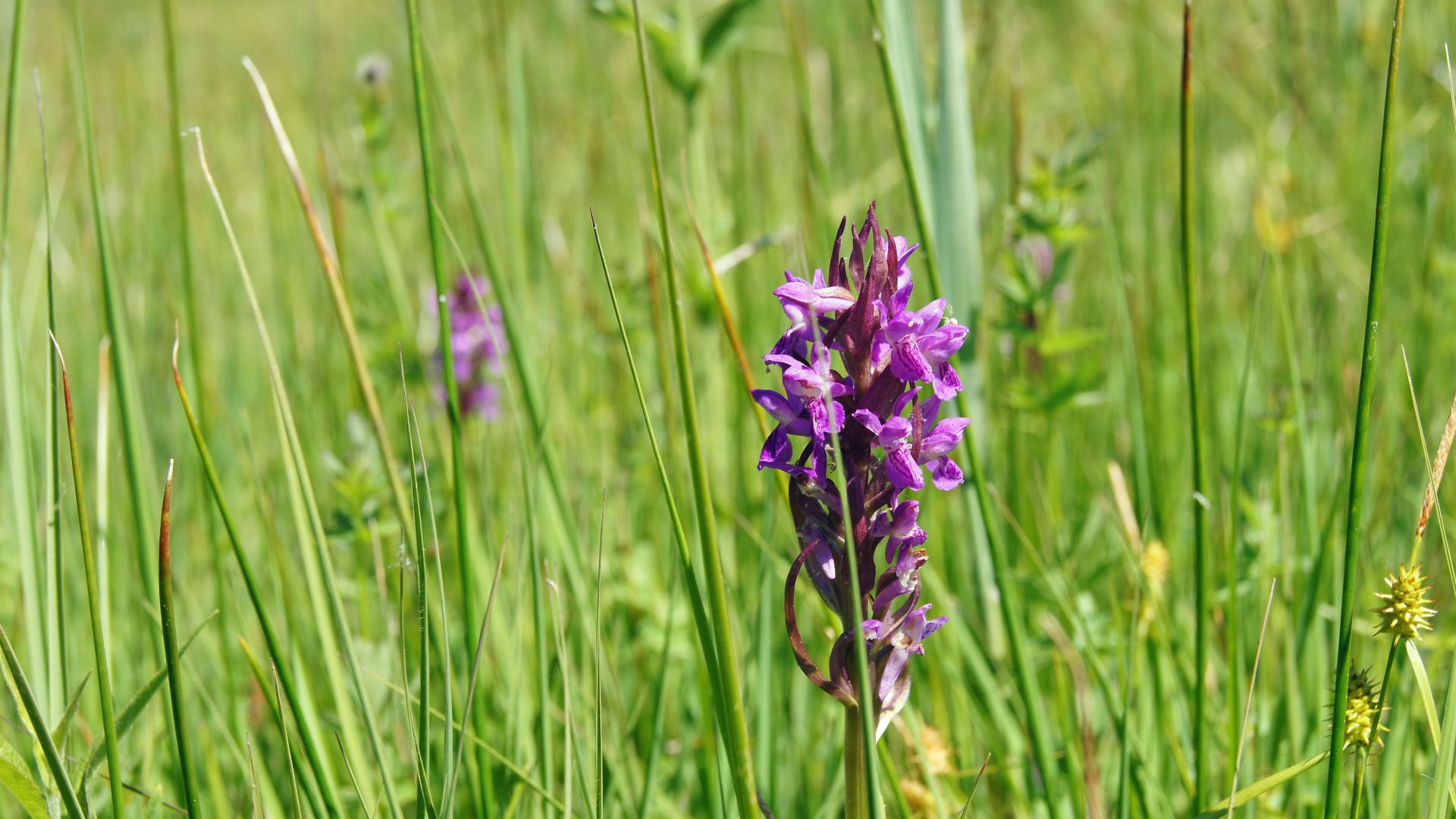Dactylorhiza incarnata - Fleischfarbenes Knabenkraut