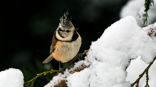 Eine Haubenmeise im Schnee