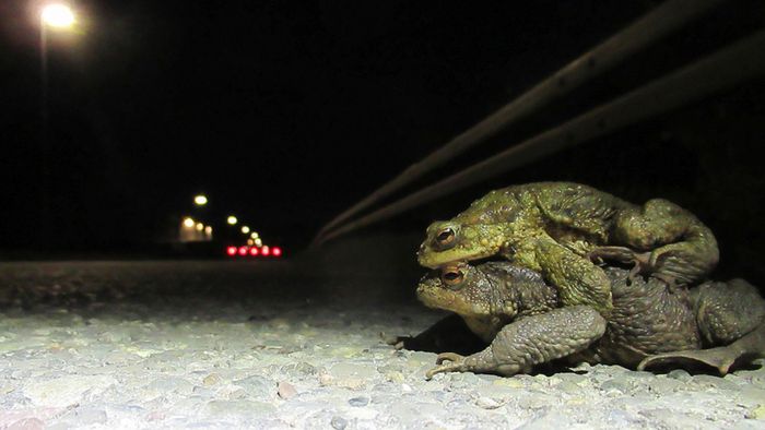 Ein Erdkrötenpaar überquert auf dem Weg zum Laichgebiet in der Nacht eine Straße.