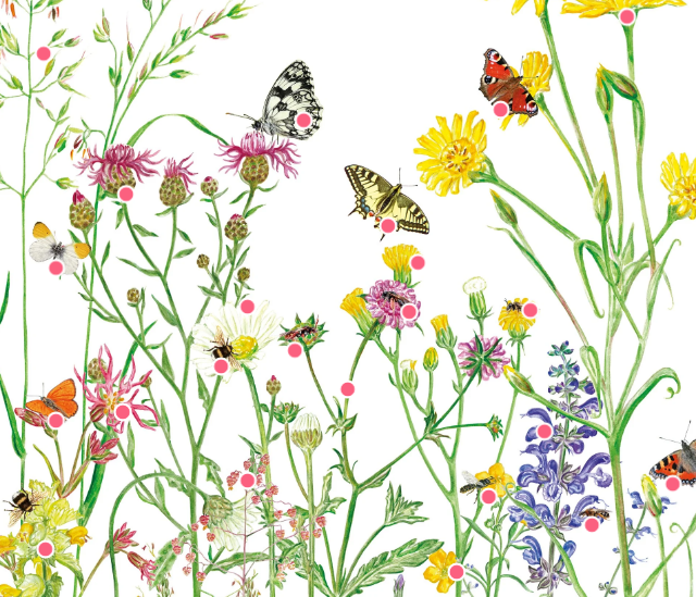 Ausstellung Blühende Heuwiesen: Wimmelbild