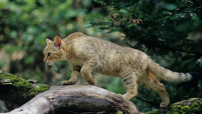 Eine Wildkatze balanciert auf einem Baumstamm. 