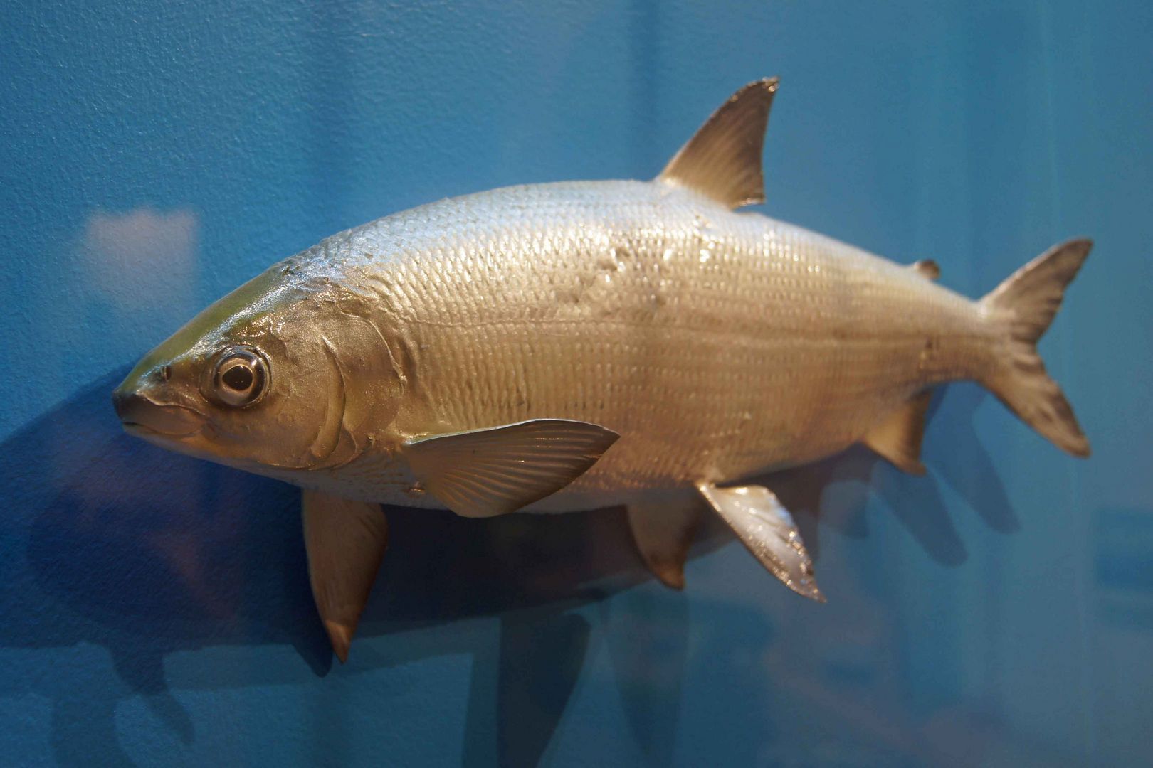 Sandfelchen - Ausstellung Mindelsee