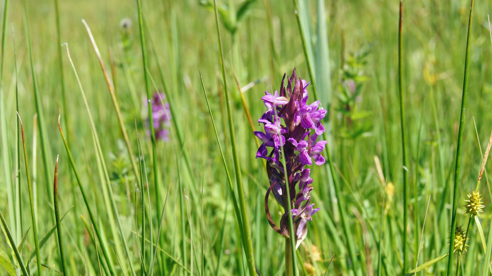 Dactylorhiza incarnata - Fleischfarbenes Knabenkraut