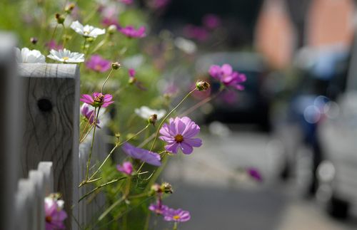 Lila Blumen an einem Gartenzaun mit einer Straße im Hintergrund