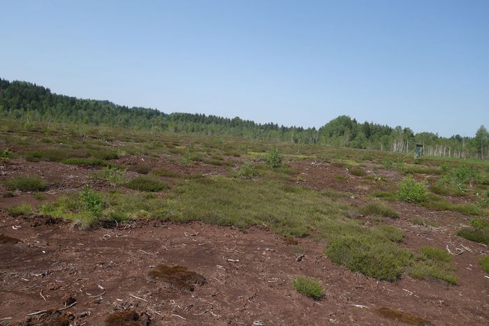 Landschaft zeigt ausgetrockneten Moorboden.