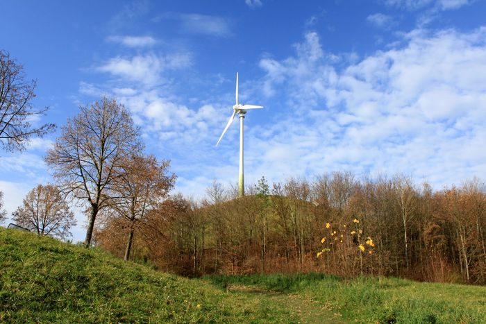 Hinter einer Baumzeile steht ein Windrad auf einem Hügel.