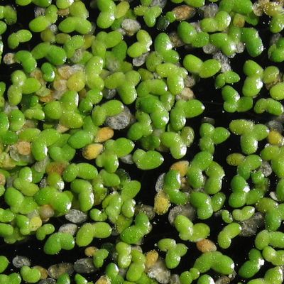 Kleine Wasserlinse