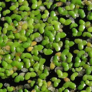 Kleine Wasserlinse
