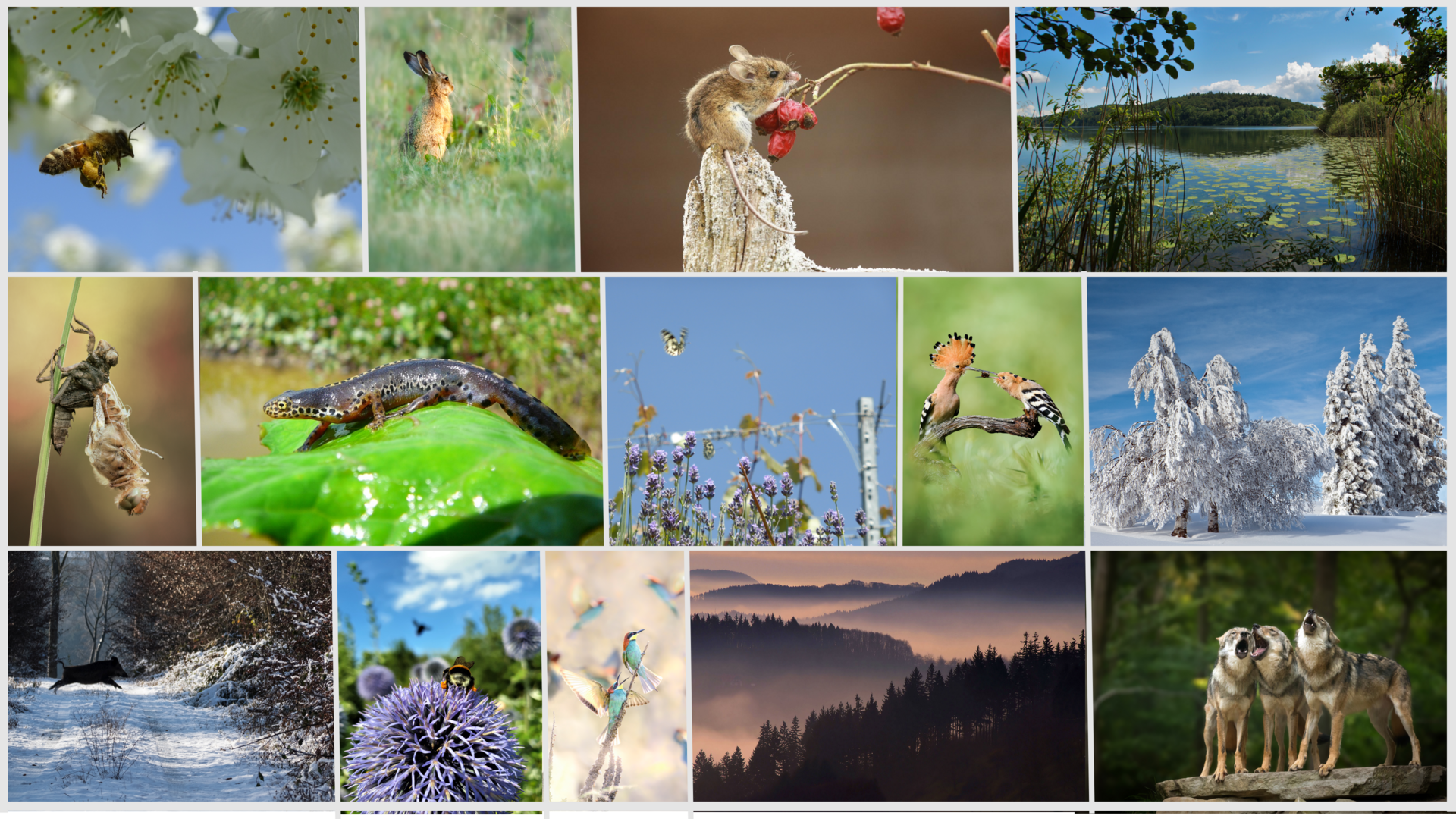 Collage aus verschiedenen Tier- und Pflanzenarten