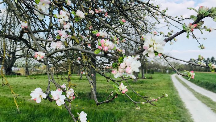 Ein blühender Apfelbaum im Frühling