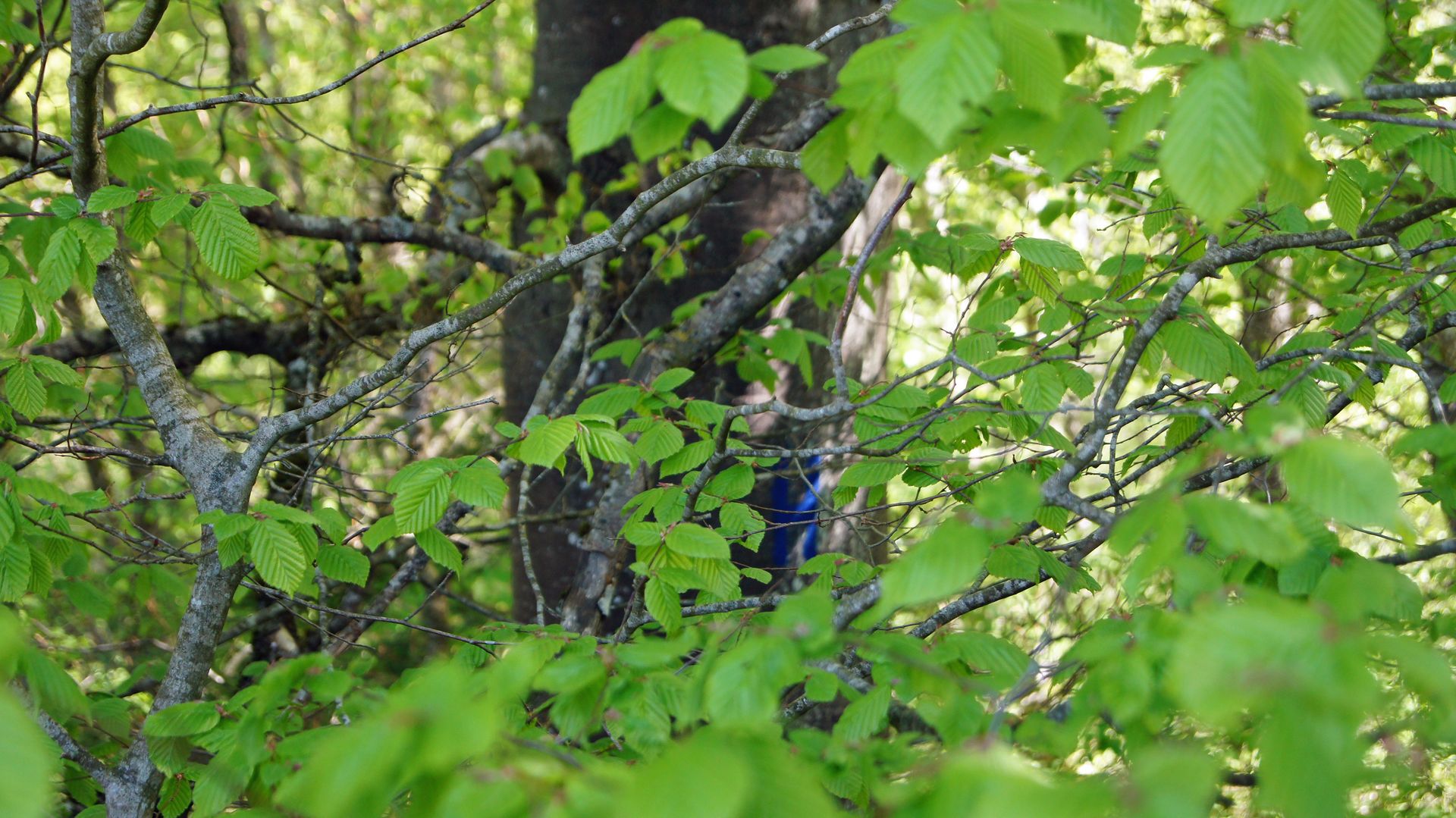 Rotbuche - Fagus sylvatica