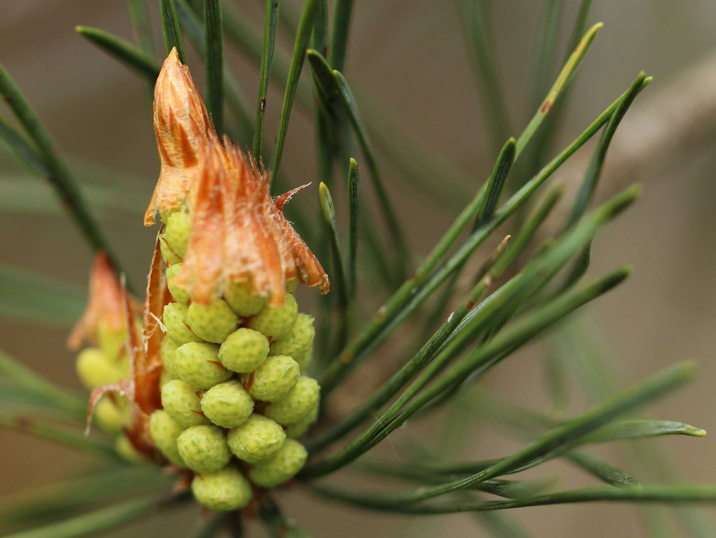 Blüte einer Waldkiefer