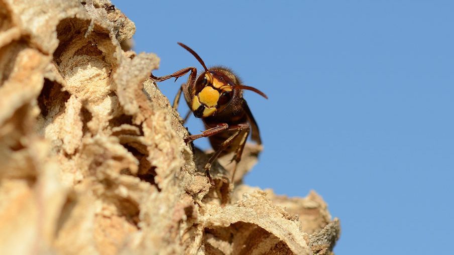 Vespa crabro