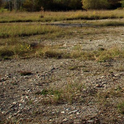 1. Schritt der Sukzession: Besiedlung durch Gräser