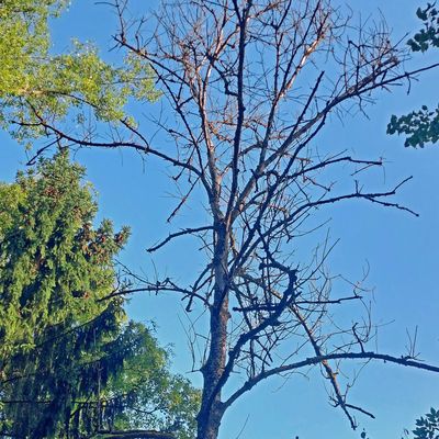 Stehendes Totholz im Wald