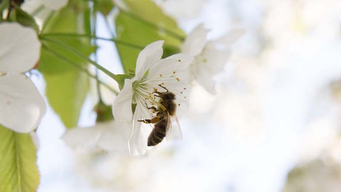Biene an weißer Blüte. 