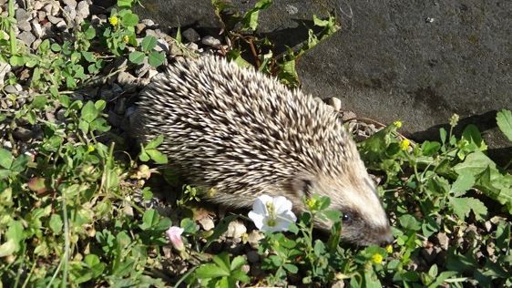 Igel im Garten