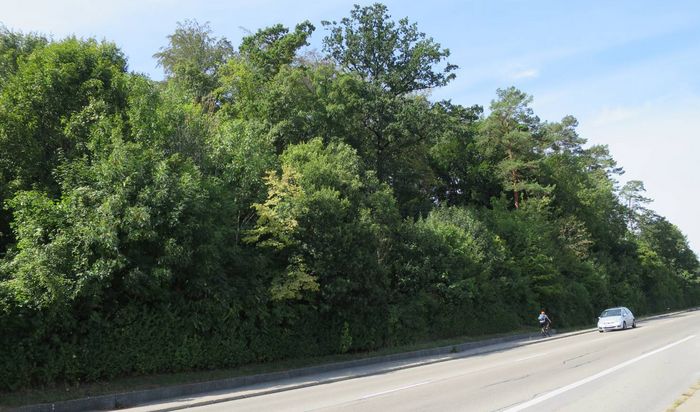 Waldrand in Blaustein an der B28