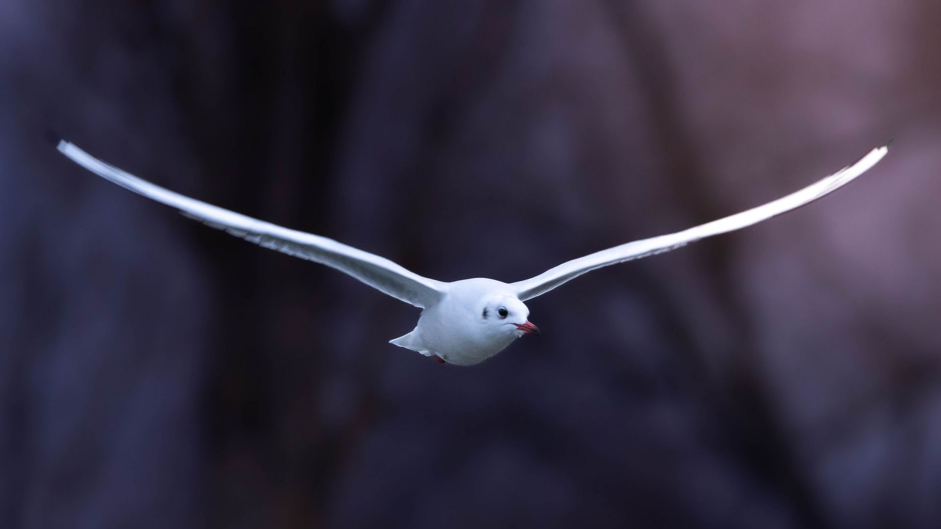 Lachmöwe