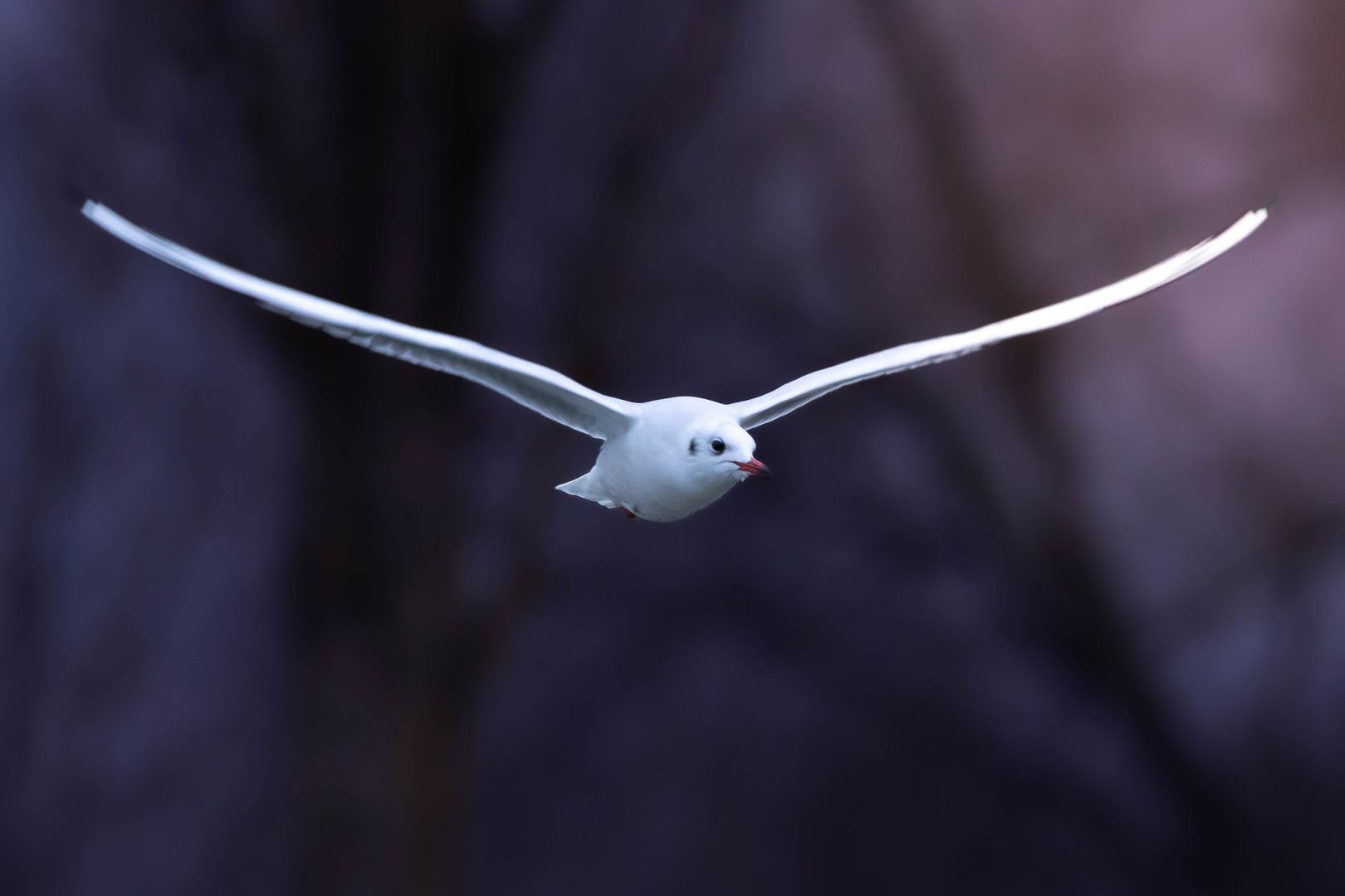 Lachmöwe