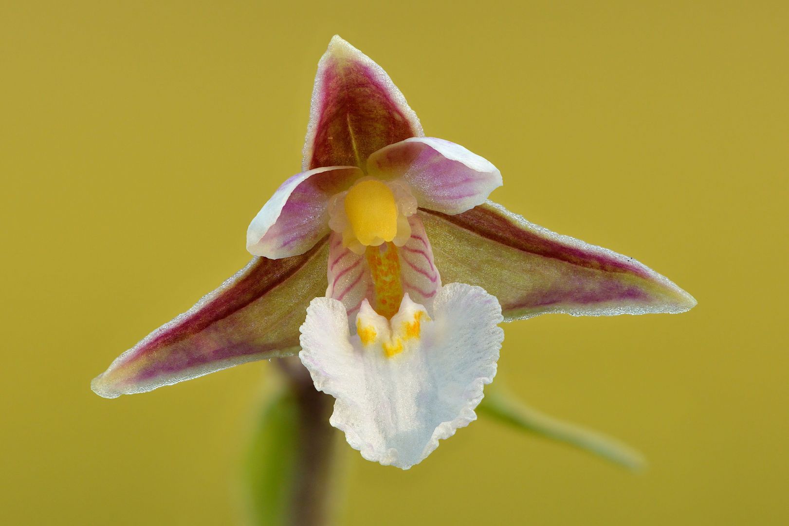 Epipactis palustris - Sumpf-Ständelwurz