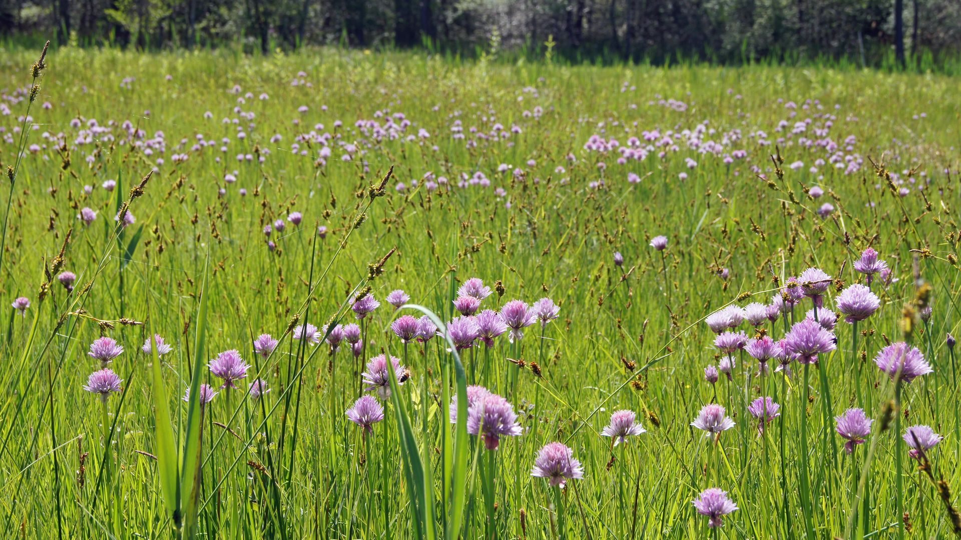 Allium schoenoprasum - Schnittlauch