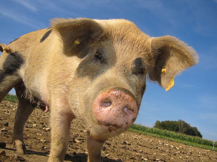 Ein Schwein auf einem Acker blickt neugierig in die Kamera