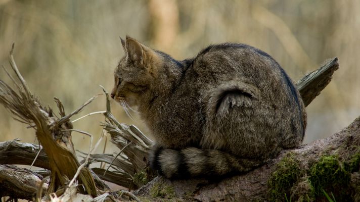 Eine Wildkatze sitzt auf einem Baumstamm.