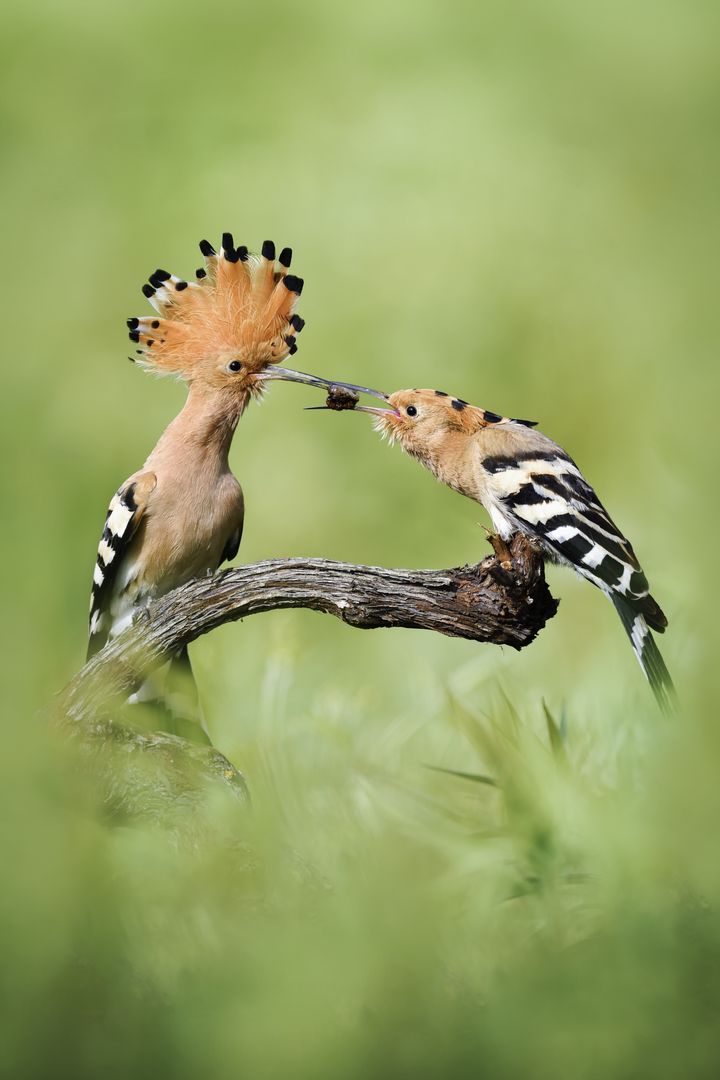 Ein Wiedehopf-Männchen füttert ein Weibchen.