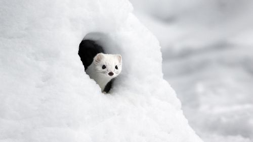 Hermelin im Schnee