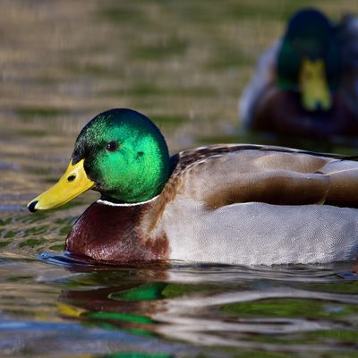 Stockente