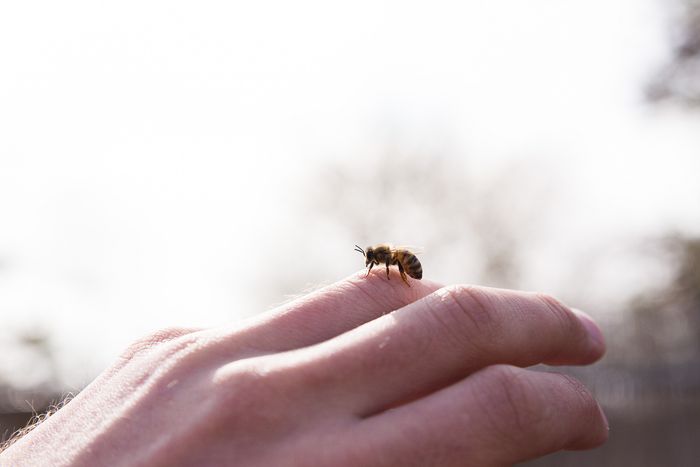 Eine Biene sitzt auf einer Menschenhand.