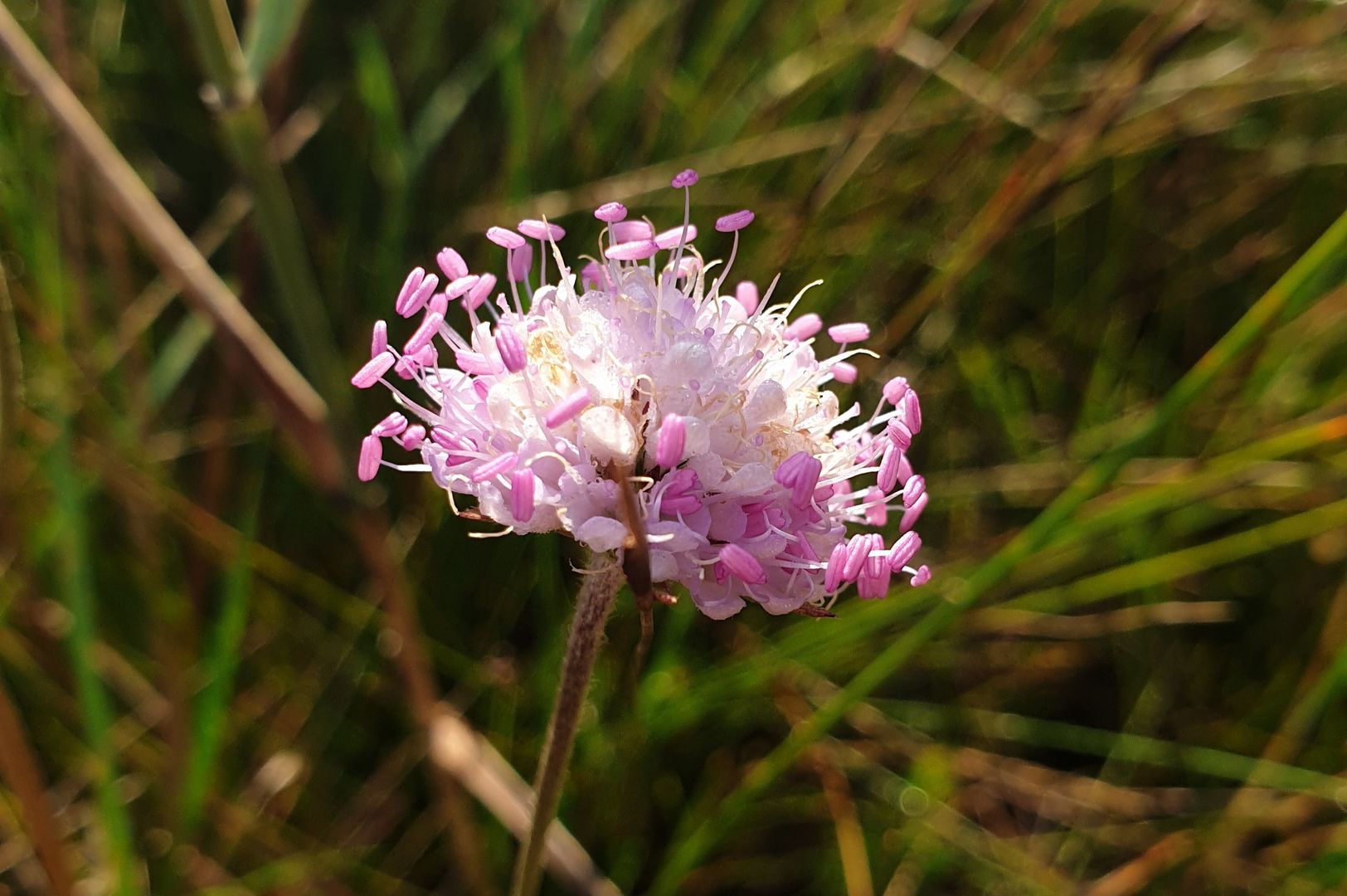 Succisa pratensis - Gewöhnlicher Teufelsabbiss